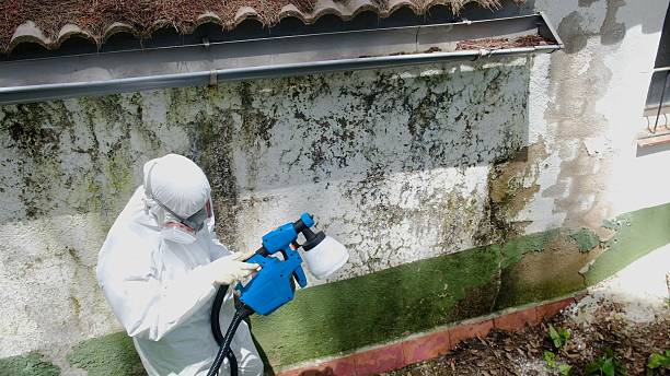 Trusted Black Mold Removal service in Westernport, MD - Cheap Mold Removal